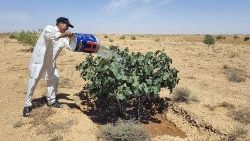 Un hombre riega una higuera con agua extraída de un pozo en su campo de la aldea libia de Kabao, en las montañas de Nafusa, el 26 de mayo de 2024. 