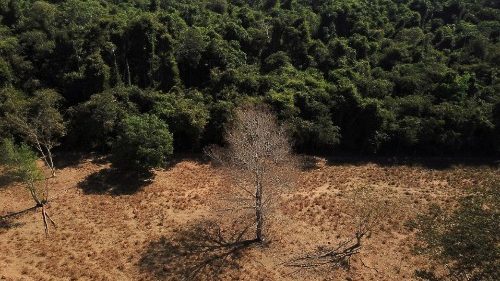 UNO/Vatikan: Wälder sind für Millionen von Menschen wichtig
