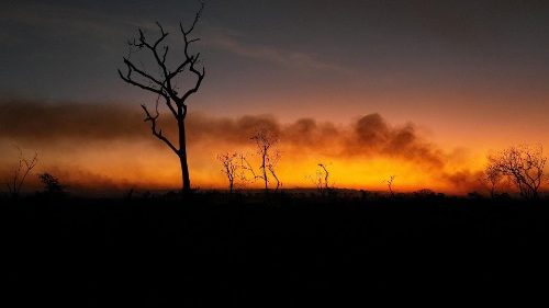 Brasilien: Brände wüten im Pantanal-Sumpfgebiet