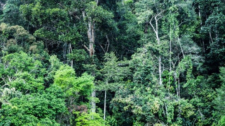 Pogled na amazonsku prašumu