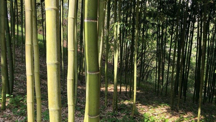 The Top Ten Reasons Why Bamboo can Save the Planet - Bamboo Van Diemen