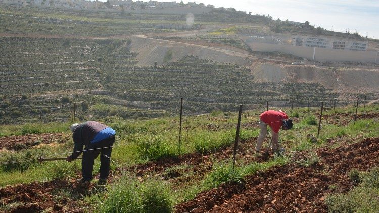 Trabajadores en la empresa agricola de Nassar