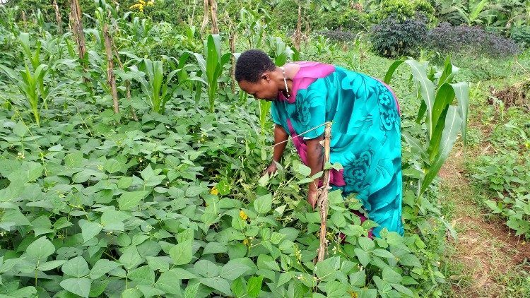 Shirika la Chakula na Kilimo la Umoja wa Mataifa FAO limebainisha kuwa “Bei za vyakula duniani zimepanda kwa miezi mitatu mfululizo, mwezi Mei,asilimia kubwa ikiwa katika ongezeko la gharama ya nafaka.