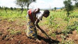 Il sostentamento del Burundi si regge quasi esclusivamente sulla coltivazione dei campi
