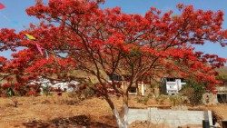 Cabo Verde - a seca não impede às acácias de florir