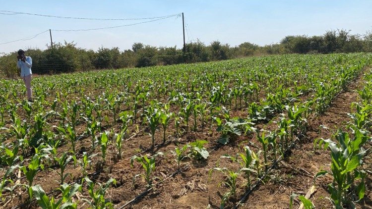 O milho invernal é cultivado pelas Irmãs do Espírito Santo utilizando a irrigação gota a gota