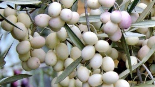 Un ramo dell'ulivo della Madonna con le sue olive bianche