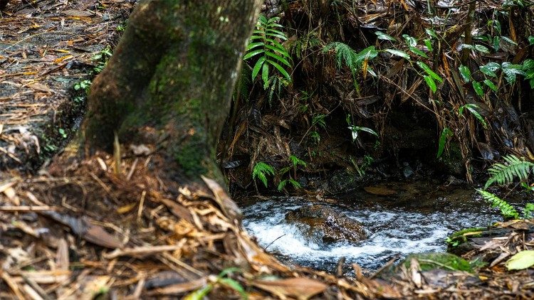 A natural spring in the forests of Bendum provides a a vital source of clean water for the Indigenous Pulangiyen community (Photo: Mark Saludes)